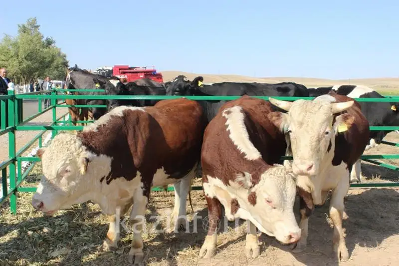 Как реализуется в Жамбылской области пилотный проект по повышению доходов сельчан