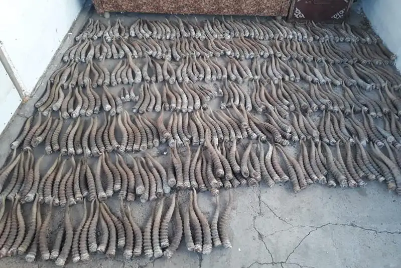 Охотившихся на сайгаков браконьеров задержали в ЗКО