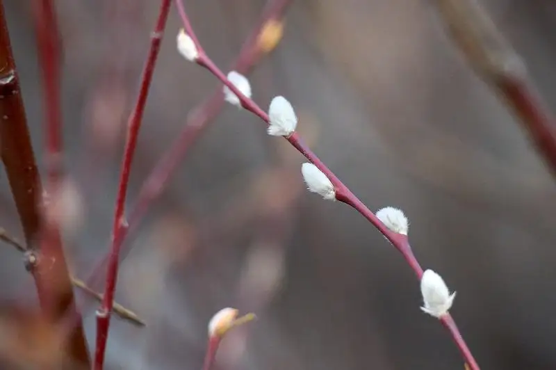 Из-за аномально теплой осени  верба распустилась в Семее