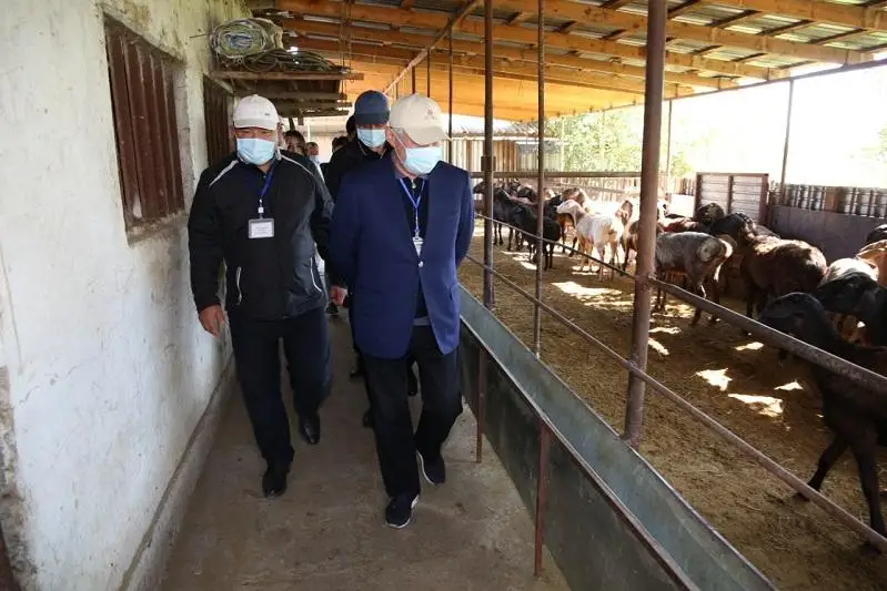 Подсобные хозяйства сельчан развивают в Жамбылской области