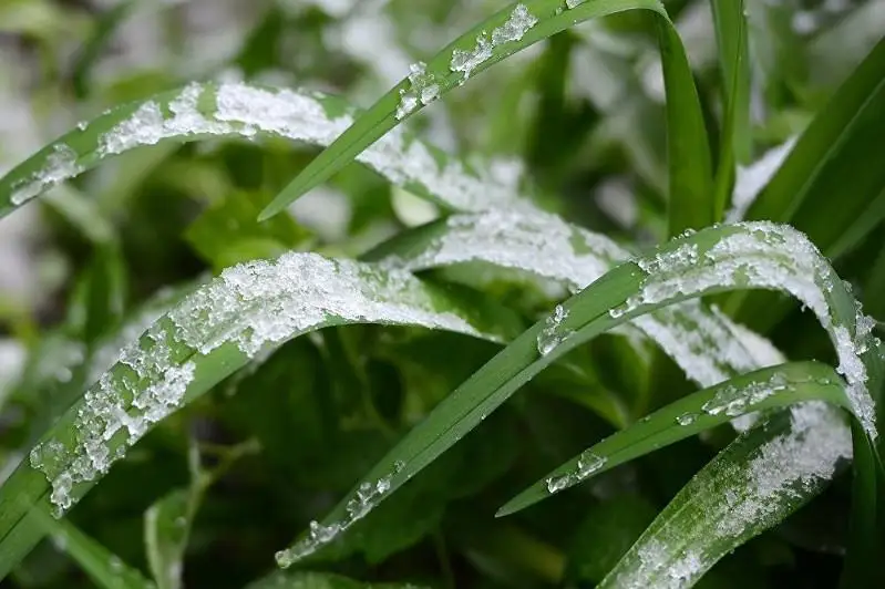 Заморозки прогнозируют в Костанайской области