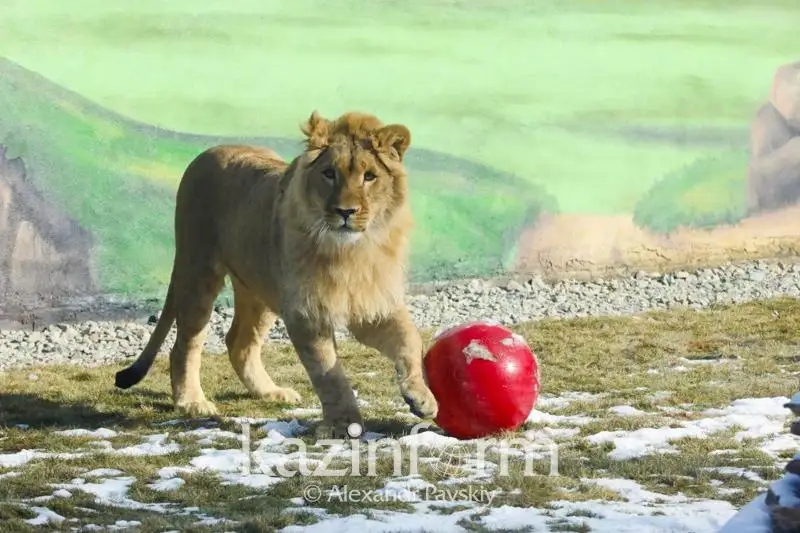 Новый вольер для львенка Симбы из Актау построили в алматинском зоопарке