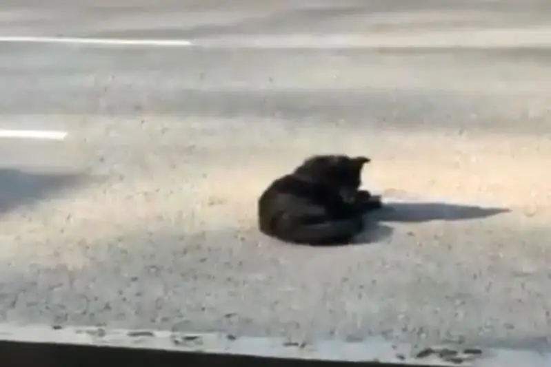 Видео с «мертвыми» собаками в центре Алматы прокомментировали в акимате