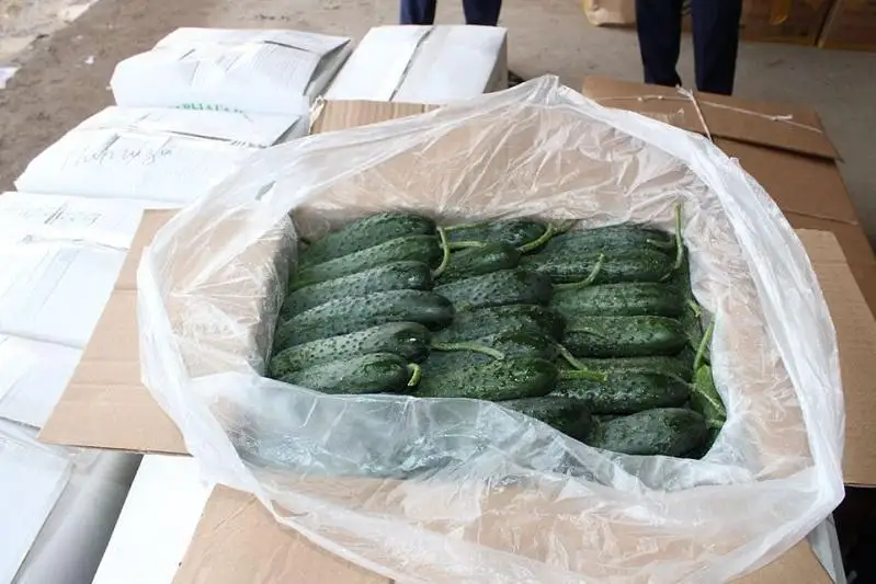 Сарыагашские фермеры экспортировали 500 тонн сельхозпродукции