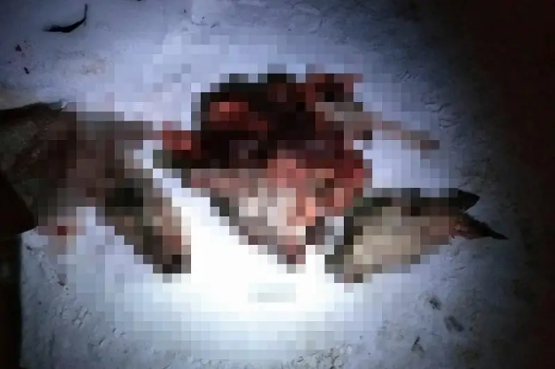 Лишение свободы грозит браконьеру за отстрел косуль в СКО