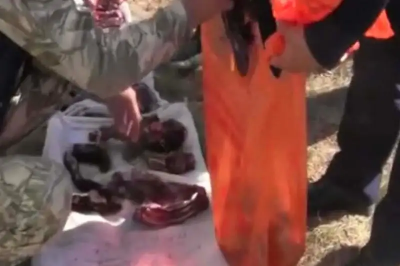 Истребивших более 200 сайгаков браконьеров задержали в Карагандинской области