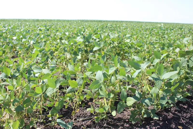 Первый урожай сои получат аграрии Северного Казахстана