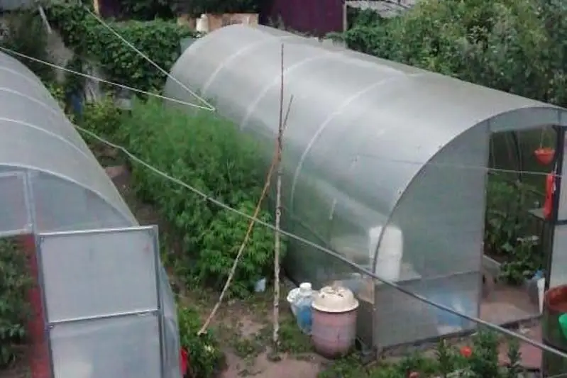 Свыше 100 кустов конопли изъяли у жителя ВКО