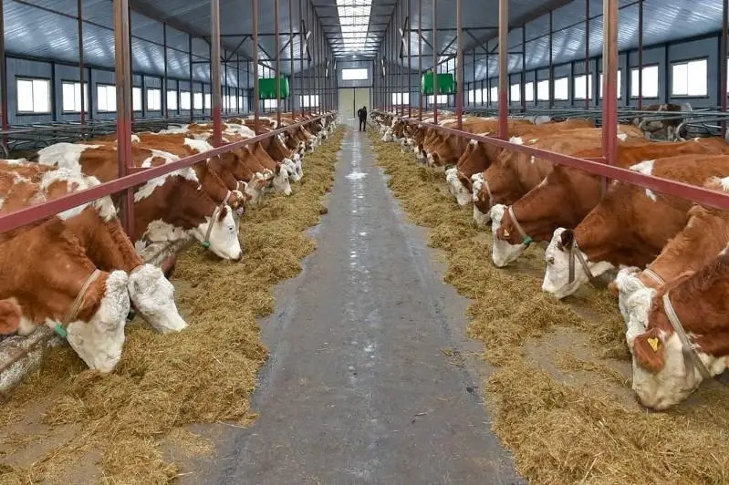 Скот из Австрии завезли на новую ферму в СКО