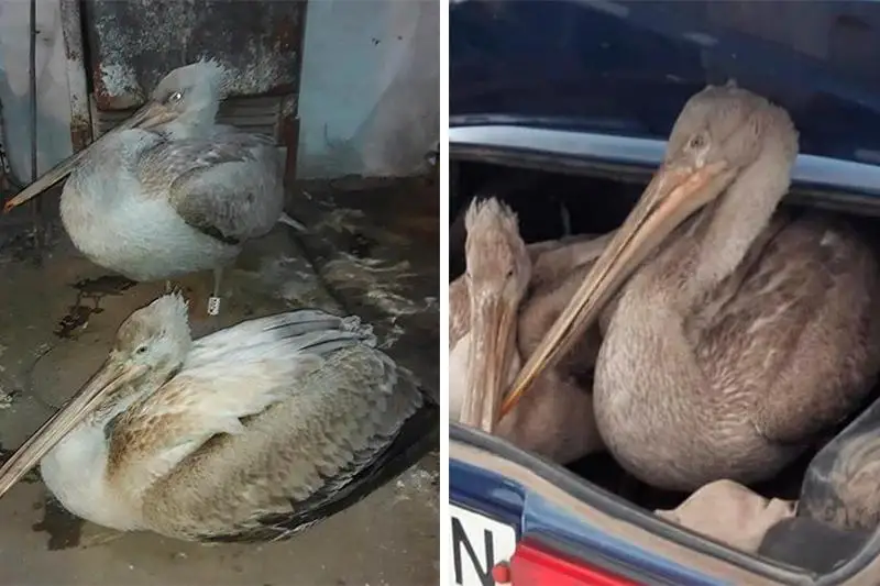 Двух пеликанов спасли в ВКО