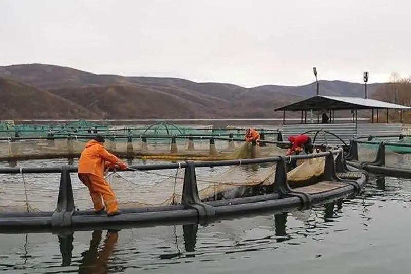 До четырех тысяч тонн к 2030 году планируют довести объем выращиваемой рыбы в ВКО