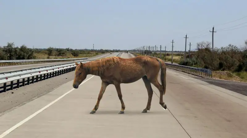 Лошади стали причиной ДТП в Павлодарской области