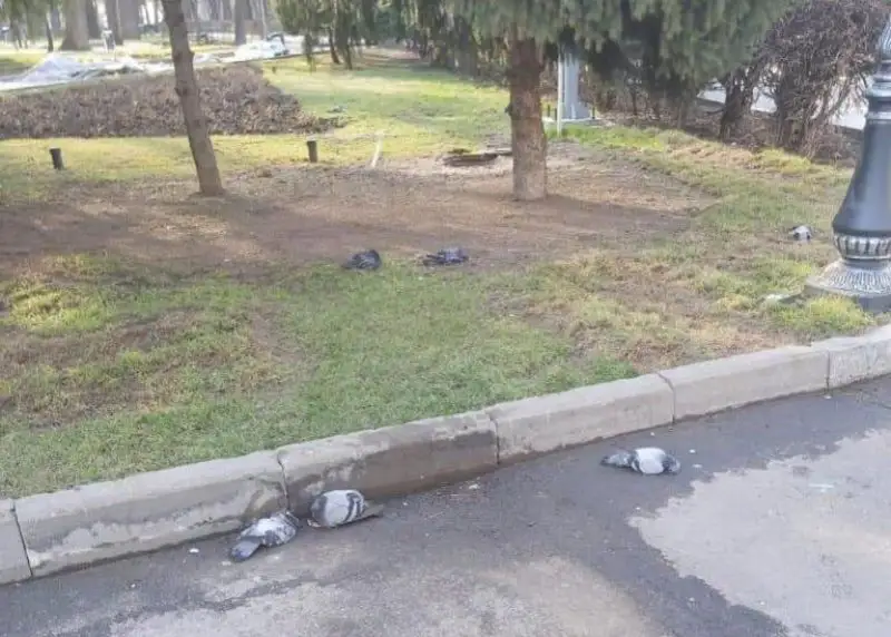 Названы возможные причины гибели голубей в парке Алматы