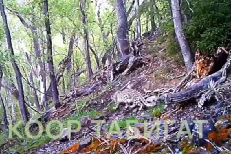 Снежный барс и другие редкие животные Казахстана попали в объектив фотоловушки