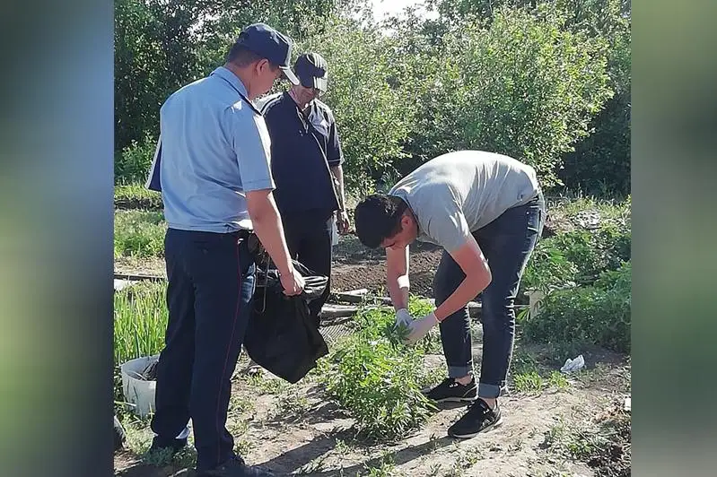 Наркопритон и плантации конопли выявили на дачах в Актобе