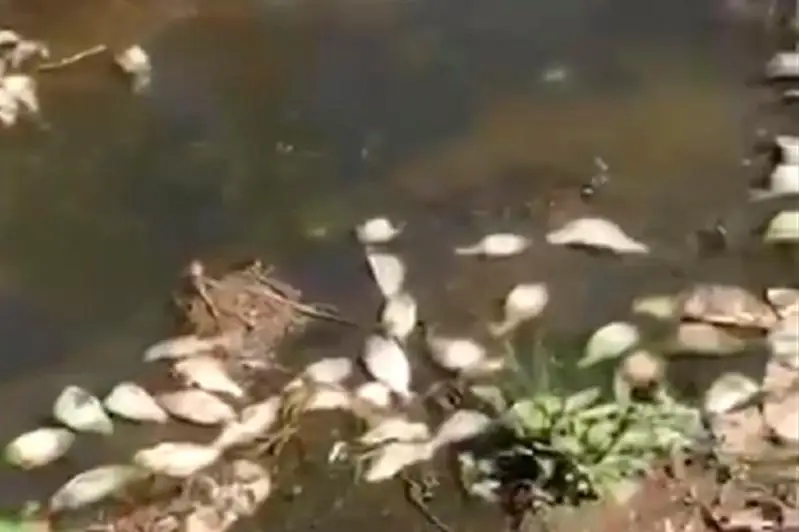 Мертвую рыбу обнаружили в водохранилище в Актюбинской области