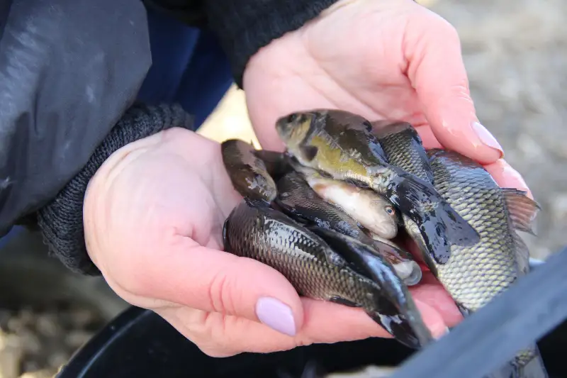 1,2 млн сеголеток карпа выпустят в водохранилища СКО