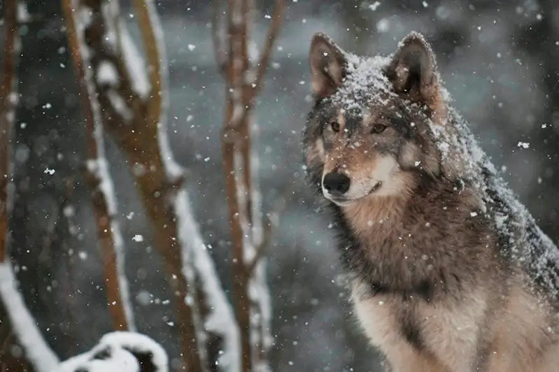 Единственная в Казахстане волчица со спутниковым передатчиком обитает в Наурзумском заповеднике