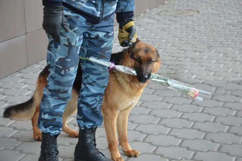 Служебные собаки дарили цветы женщинам на улицах Караганды