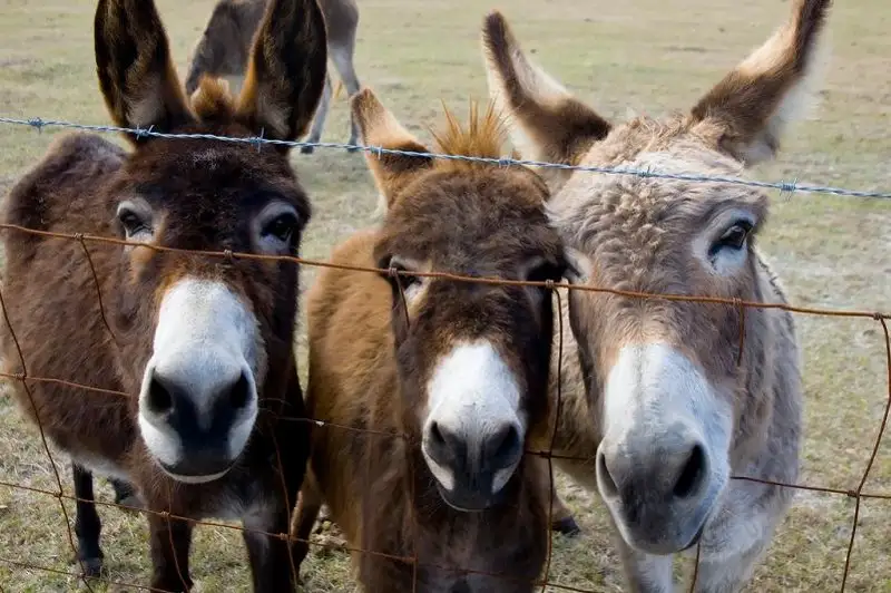 Табун похищенных ослов возвратили дехканам в Алматинской области