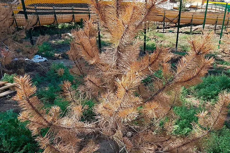 Саженцы на 90 млн тенге засохли в Актобе