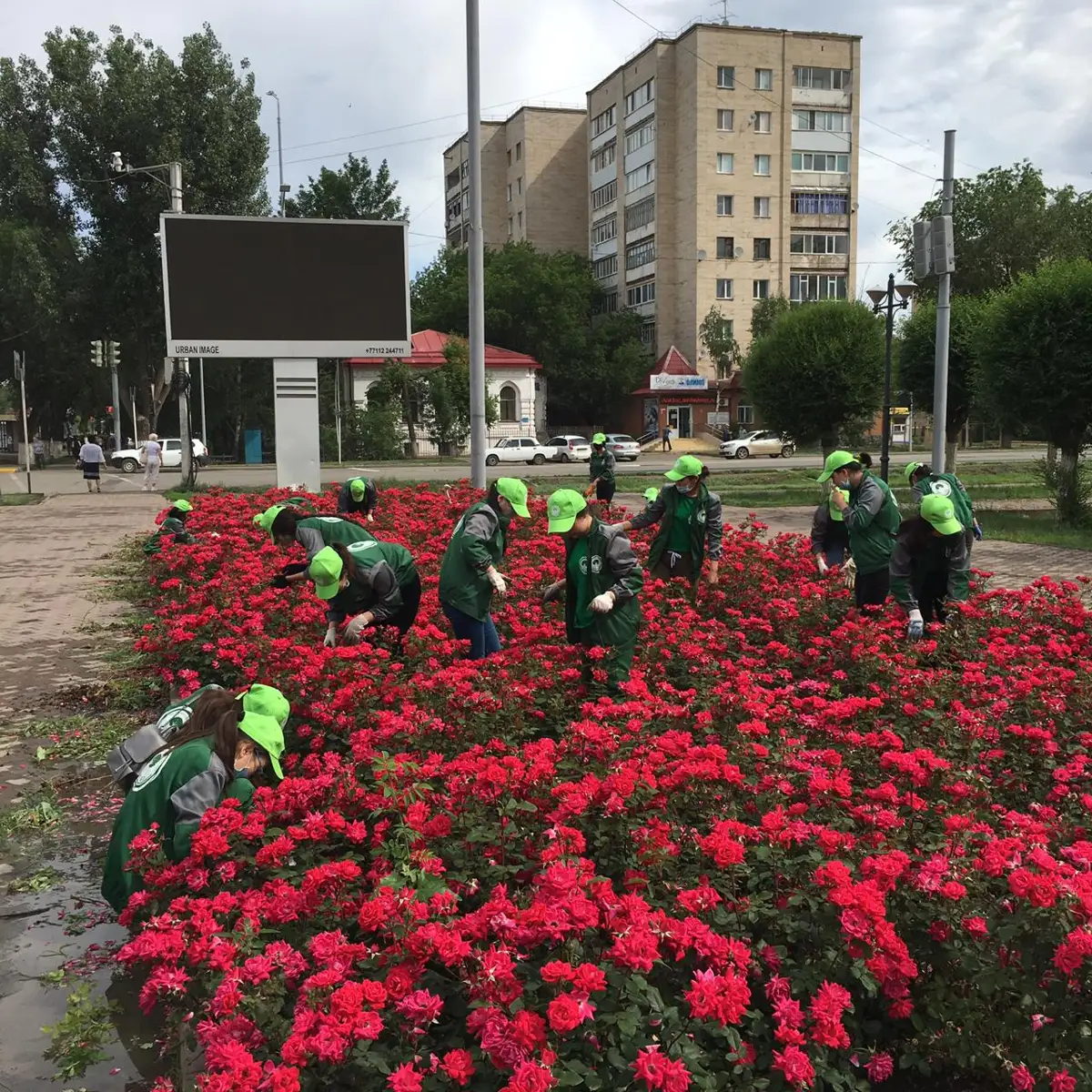 В ЗКО 1200 студентов отряда «Жасыл ел» озеленяют регион