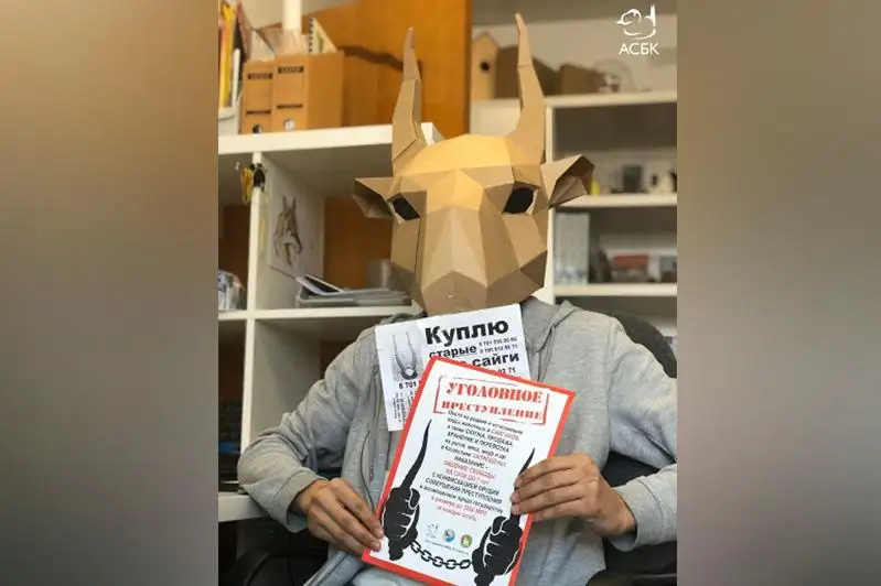 Волонтеров приглашают к участию в кампании против продажи рогов сайгака