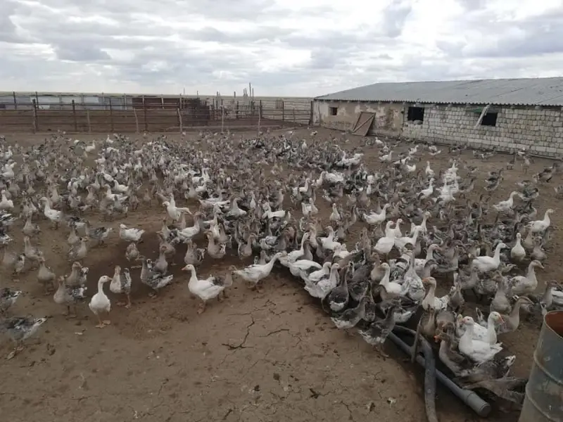 Активно занимаются выращиванием домашних птиц в Таскалинском районе ЗКО