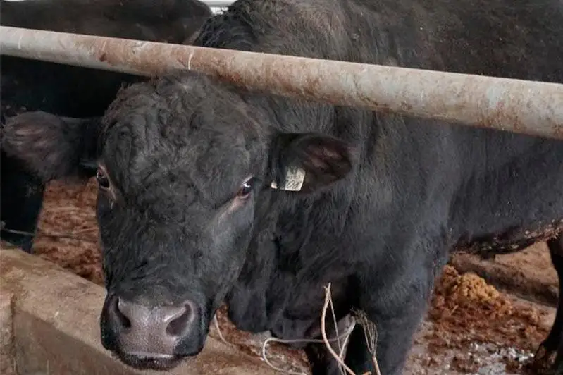 «Умную» откормочную площадку открыли в Туркестанской области