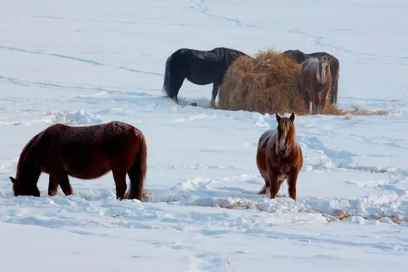 Потерявшийся табун нашли благодаря gps-треккерам в Акмолинской области