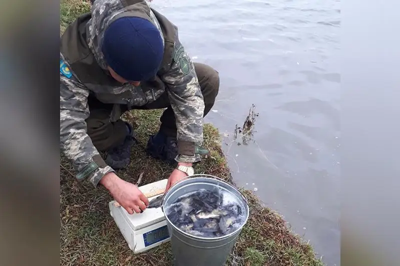 100 тысяч сеголеток сазана выпустили в Шульбинское водохранилище