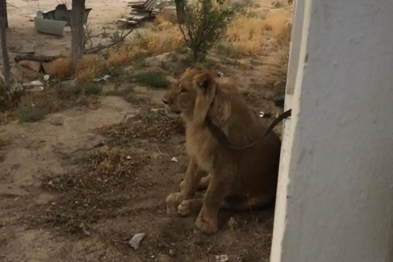 Актауский лев будет жить