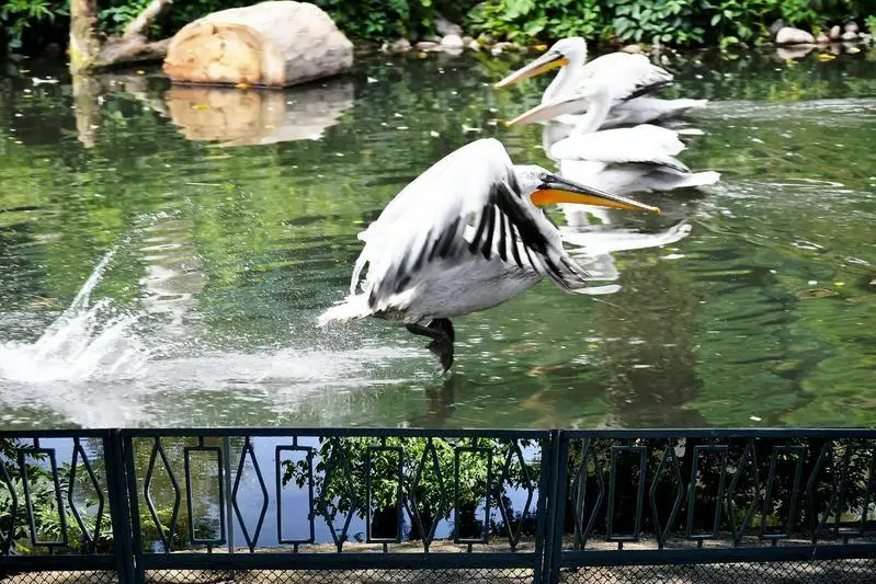 Зоопарк откроется, кинотеатры пока нет - главный госсанврач Алматы