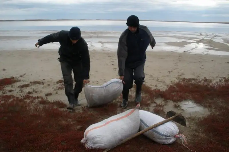 5,5 тонн рачка артемия салина за месяц изъяли у браконьеров в СКО