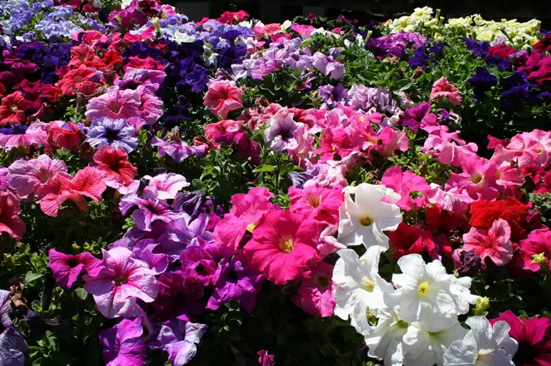 Более 6 миллионов цветов посадят в столице в этом году