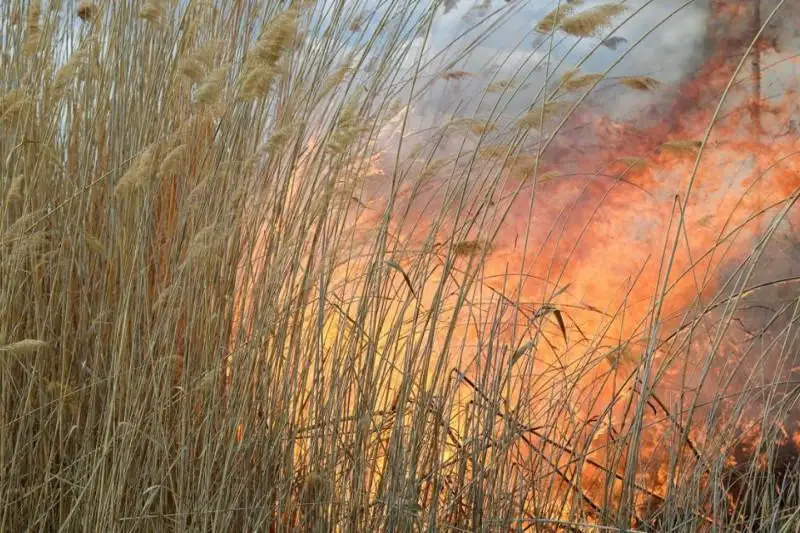 Тростниковые заросли вновь загорелись на побережье Каспия