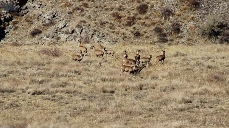 Number of Karatau argali rises  in Kazakhstan 