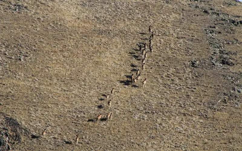 Number of Karatau argali increases in Kazakhstan 