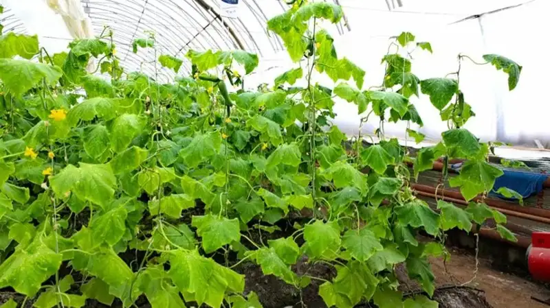 тепличные хозяйства