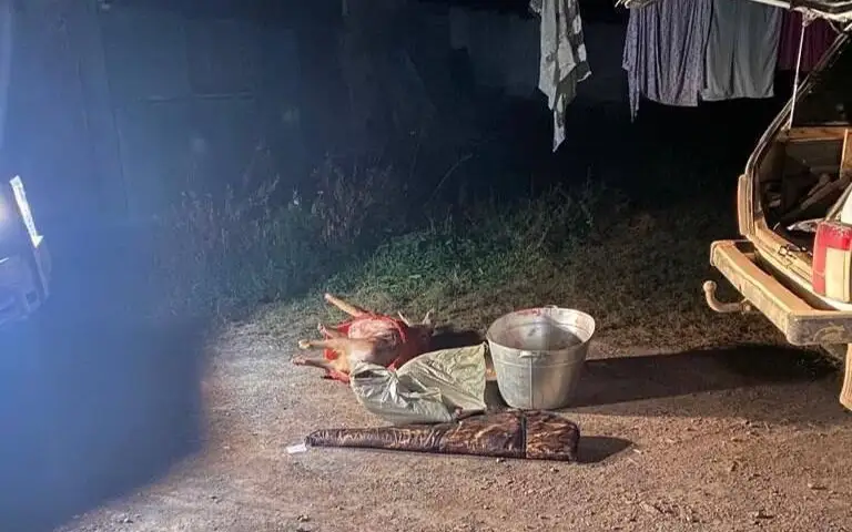 Браконьера с тушами косуль задержали в Жетысуской области