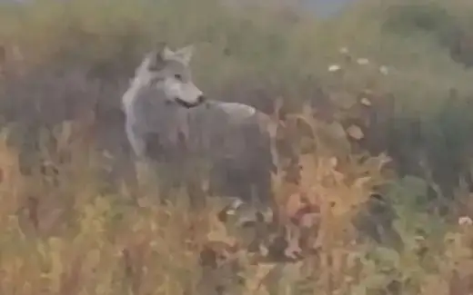 Wolves attack livestock in Kostanay region