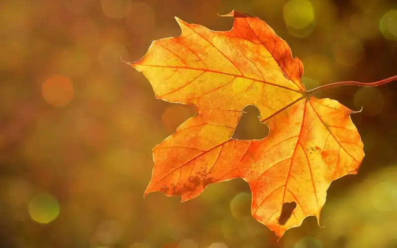 Autumn 