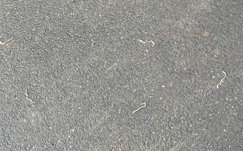 Дождевые черви выползли из газонов в Семее черви