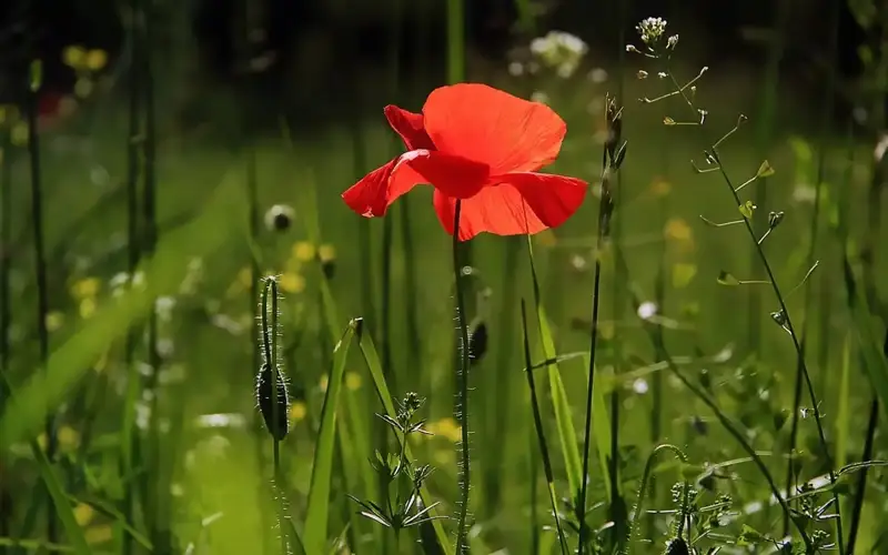 Қирғизистон