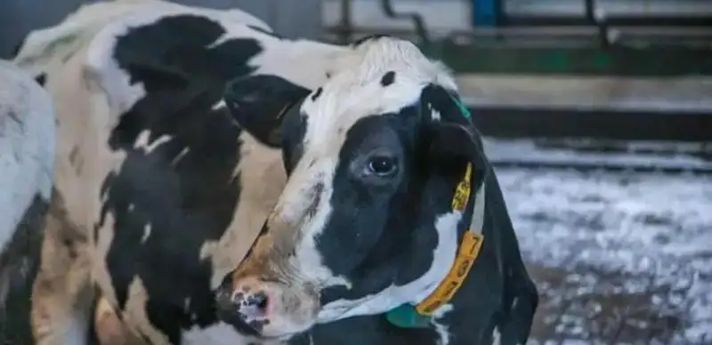 Мухтар Холдорбеков/ МИА «Казинформ»