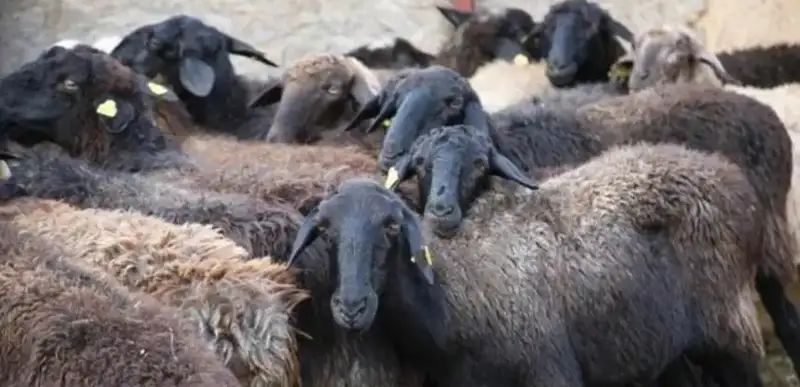 Мухтар Холдорбеков/ МИА «Казинформ»