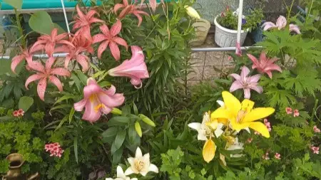 Штраф за цветы