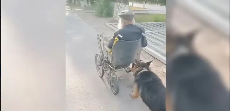Хатико из тараза