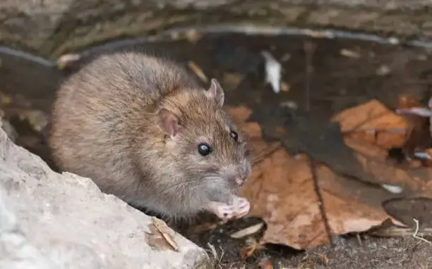 Aqtaýda egeýquıryqtardyń kóbeıýine baılanysty joıý jumystary bastalady
