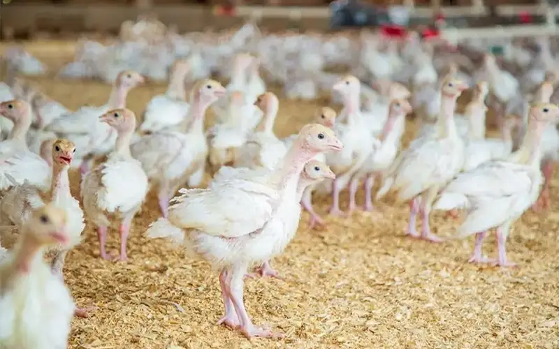 птицефабрика